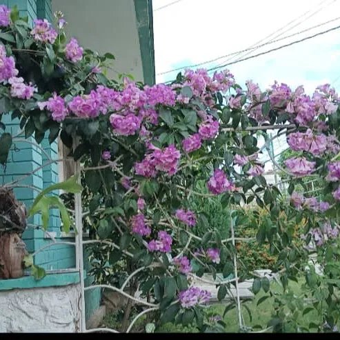 House with 2 bedrooms for sale in Santos Suárez, Diez de Octubre, La Habana - Thumbnail 2