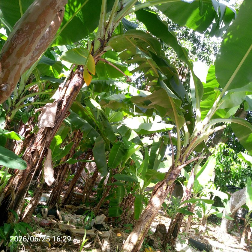 House with 3 bedrooms for sale in Mantilla, Arroyo Naranjo, La Habana