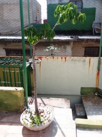 House with 3 bedrooms for sale in Las Cañas, Cerro, La Habana - 16