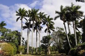 Casa de Campo de 5 habitaciones en venta en Caimito, Artemisa - Miniatura 16