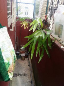Detached House with 3 bedrooms for exchange in Sierra - Almendares, Playa, La Habana - 13