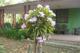 Chalet de 6 habitaciones en venta en El Trigal, Boyeros, La Habana - 15