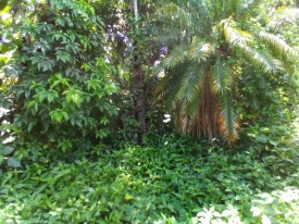 Detached House with 2 bedrooms for sale in Lotería, Cotorro, La Habana - 21