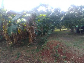 Country House with 3 bedrooms for sale in Santa Amelia, Cotorro, La Habana - 42