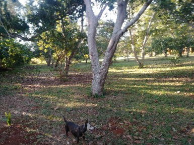 Casa de Campo de 3 habitaciones en venta en Santa Amelia, Cotorro, La Habana