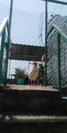 House with 2 bedrooms for sale in El Canal, Cerro, La Habana - Thumbnail 7