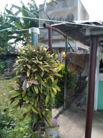 Detached House with 3 bedrooms for sale in Rodeo, San Luis, Pinar del Río - 5